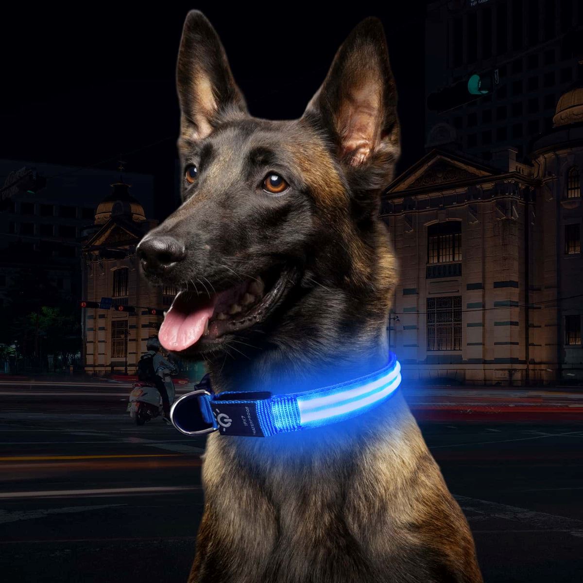 Collier Chien - LEDCollarDog™ - Bleu - La Maison Ideale Des Chiens