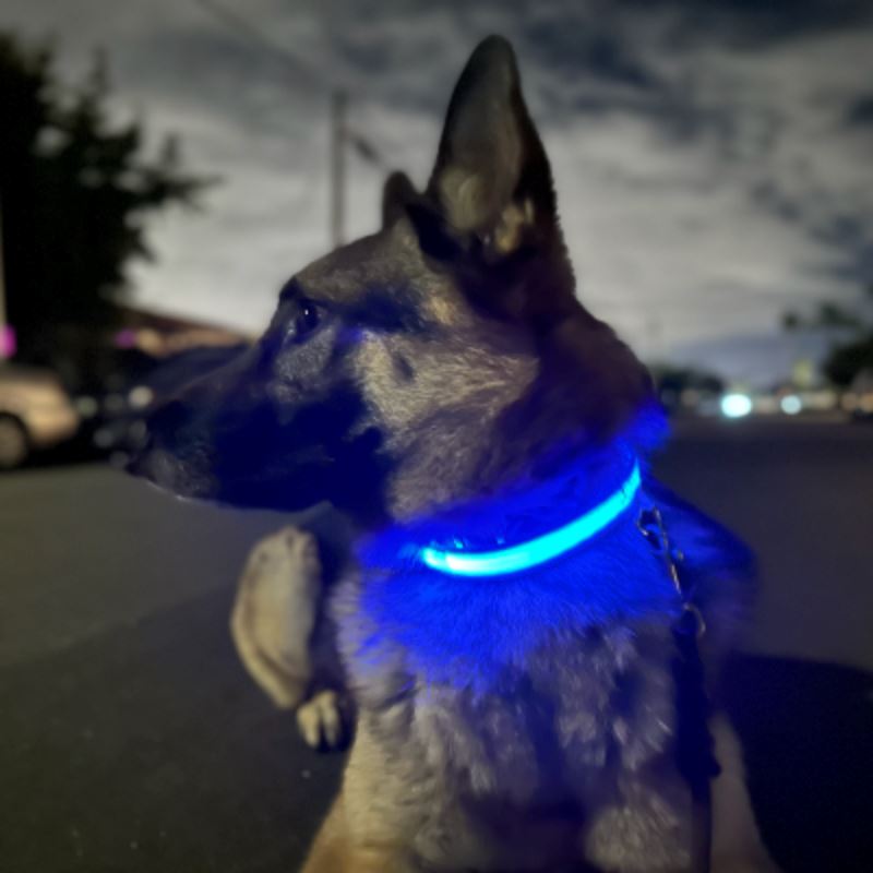 Collier Chien - LEDCollarDog™ - Bleu - La Maison Ideale Des Chiens