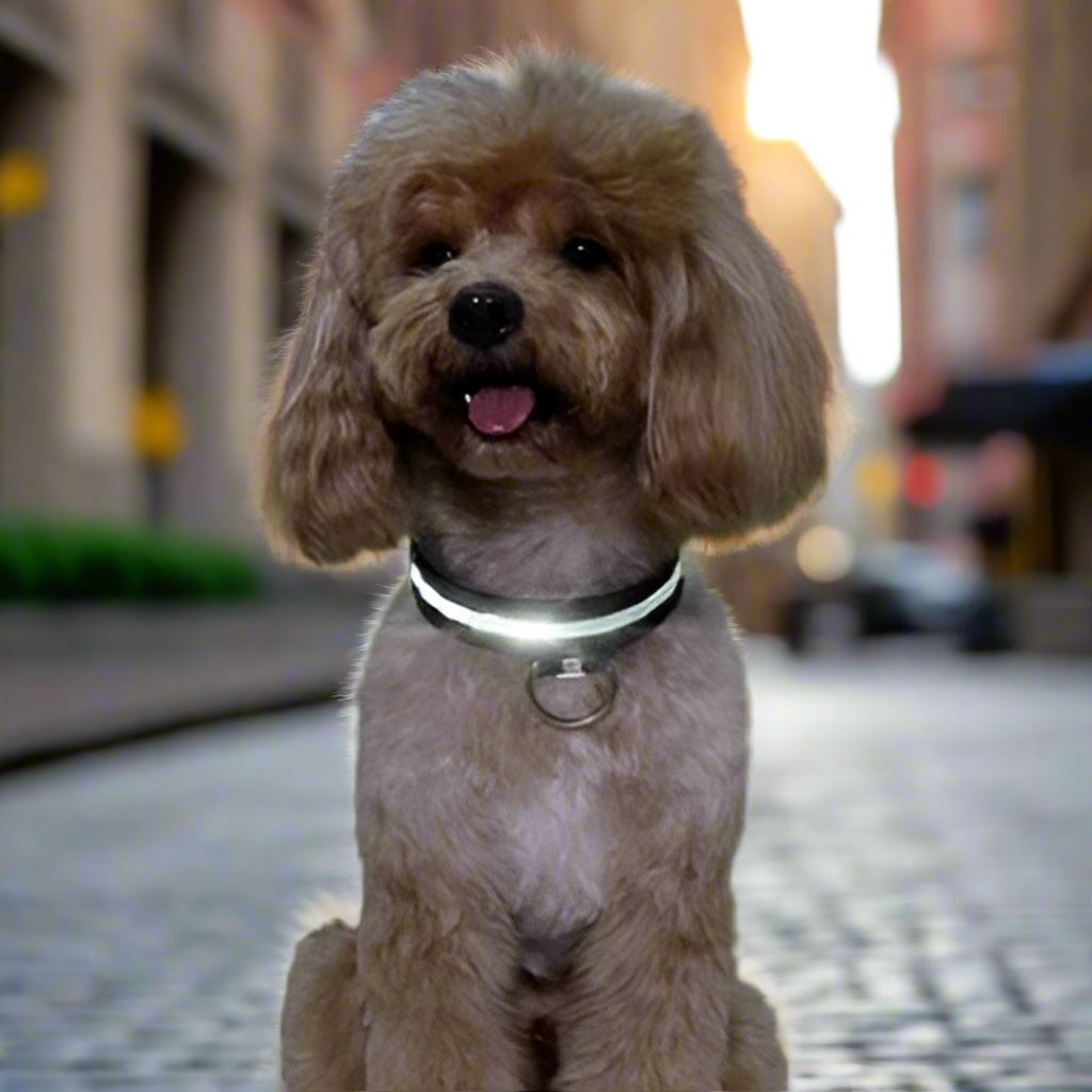 Collier Chien - LEDCollarDog™ - Noir - La Maison Ideale Des Chiens