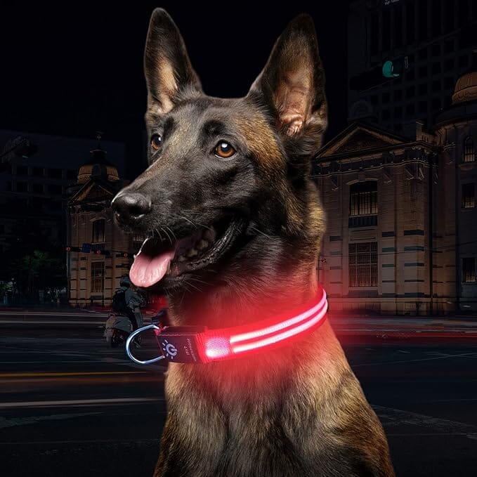 Collier Chien - LEDCollarDog™ - Rose - La Maison Ideale Des Chiens