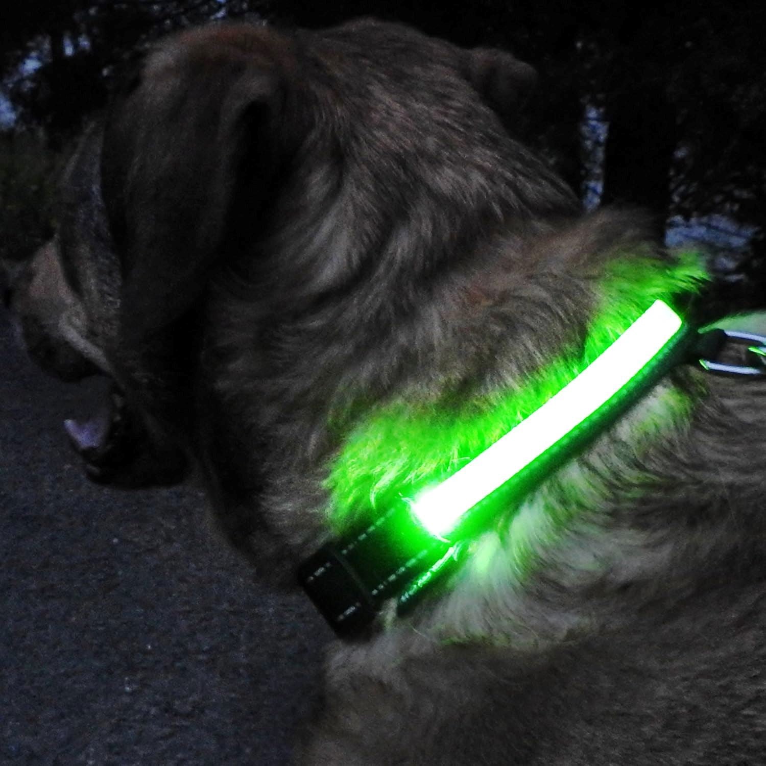 Collier Chien - LEDCollarDog™ - Vert - La Maison Ideale Des Chiens