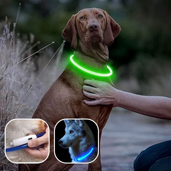Collier lumineux chien | Haute visibilité - La Maison Ideale Des Chiens