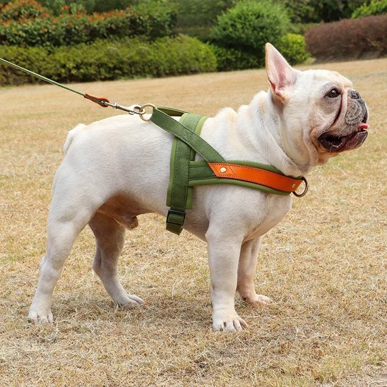 Harnais Chien anti traction | ComfortCanin - La Maison Ideale Des Chiens