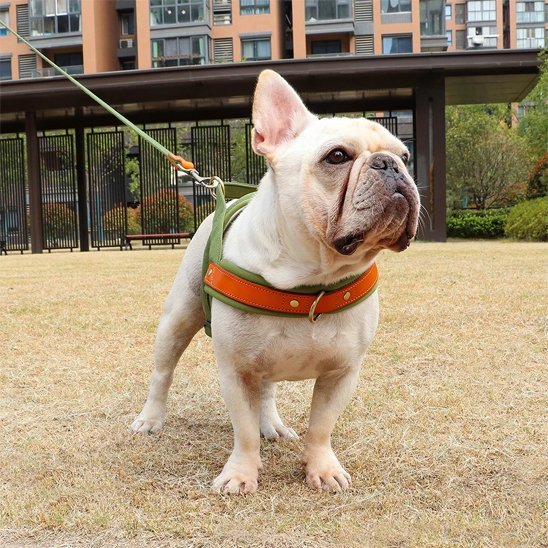 Harnais Chien anti traction | ComfortCanin - La Maison Ideale Des Chiens