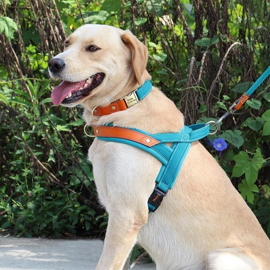 Harnais Chien anti traction | ComfortCanin - La Maison Ideale Des Chiens