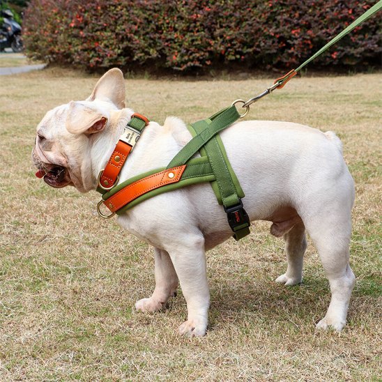 Harnais Chien anti traction | ComfortCanin - La Maison Ideale Des Chiens