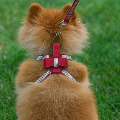Harnais chiot | Confort - Secure - La Maison Ideale Des Chiens