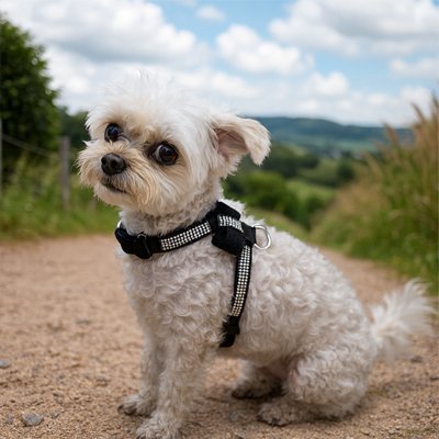 Harnais chiot | Confort - Secure - La Maison Ideale Des Chiens
