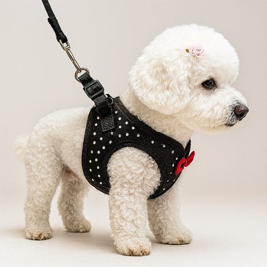 Harnais petit chien | ComfortSecure - La Maison Ideale Des Chiens