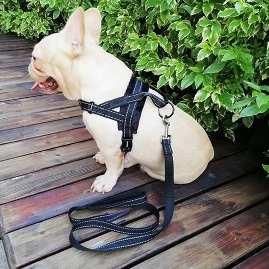 Harnais pour chien | Comfort - Secure - La Maison Ideale Des Chiens