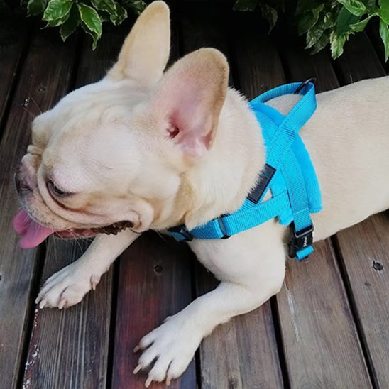Harnais pour chien | Comfort - Secure - La Maison Ideale Des Chiens