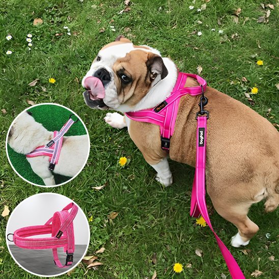 Harnais pour chien | Comfort - Secure - La Maison Ideale Des Chiens