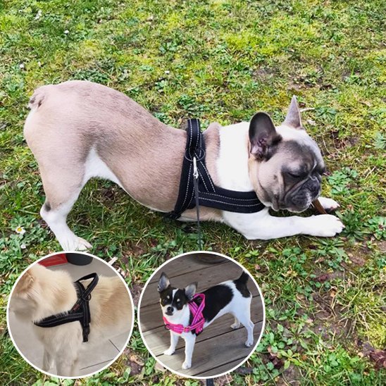 Harnais pour chien | Comfort - Secure - La Maison Ideale Des Chiens