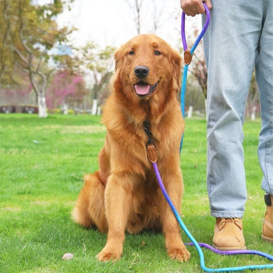 Harnais pour chien | Confort Ajustable - La Maison Ideale Des Chiens