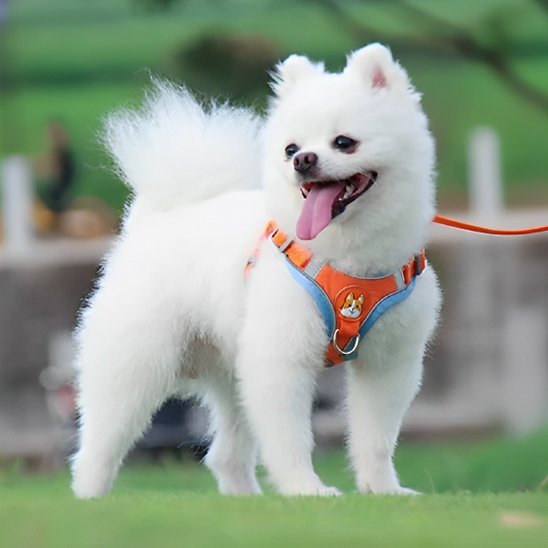 Harnais pour chien | Confort Ajustable - La Maison Ideale Des Chiens