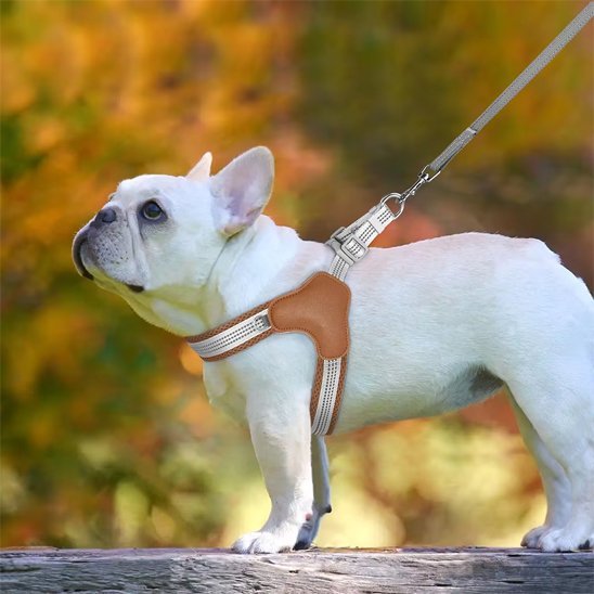 Harnais pour chien | Confort Ajustable - La Maison Ideale Des Chiens