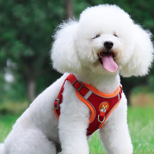 Harnais pour chien | Confort Ajustable - La Maison Ideale Des Chiens