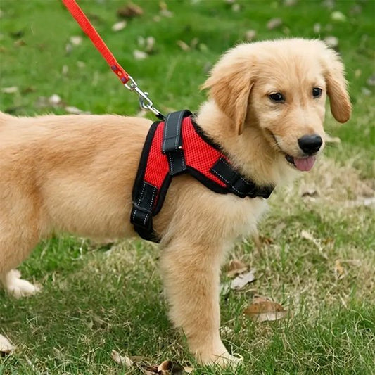 Harnais pour chien | Confort Premium - La Maison Ideale Des Chiens