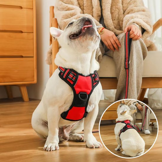 Harnais pour chien | Confort Sécurisé - La Maison Ideale Des Chiens