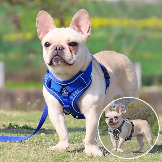 Harnais pour chien | Confort Sécurisé - La Maison Ideale Des Chiens