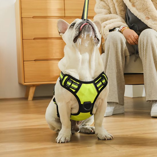 Harnais pour chien | Confort Sécurisé - La Maison Ideale Des Chiens