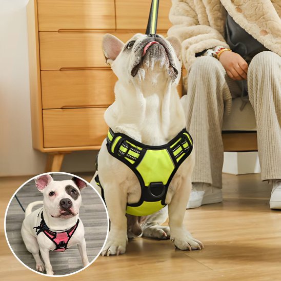 Harnais pour chien | Confort Sécurisé - La Maison Ideale Des Chiens