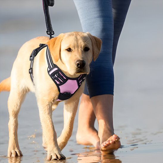 Harnais pour chien | Confort Sécurisé - La Maison Ideale Des Chiens