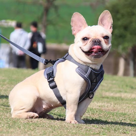 Harnais pour chien | Confort Sécurisé - La Maison Ideale Des Chiens