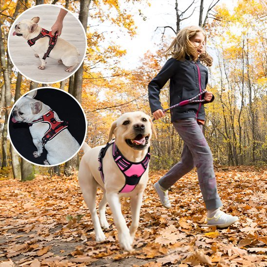 Harnais pour chien | Confort Sécurisé - La Maison Ideale Des Chiens