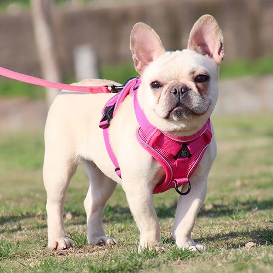 Harnais pour chien | Confort Sécurisé - La Maison Ideale Des Chiens