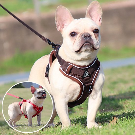 Harnais pour chien | Confort Sécurisé - La Maison Ideale Des Chiens