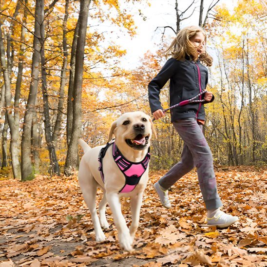 Harnais pour chien | Confort Sécurisé - La Maison Ideale Des Chiens