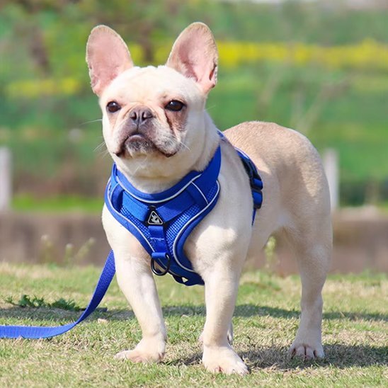 Harnais pour chien | Confort Sécurisé - La Maison Ideale Des Chiens