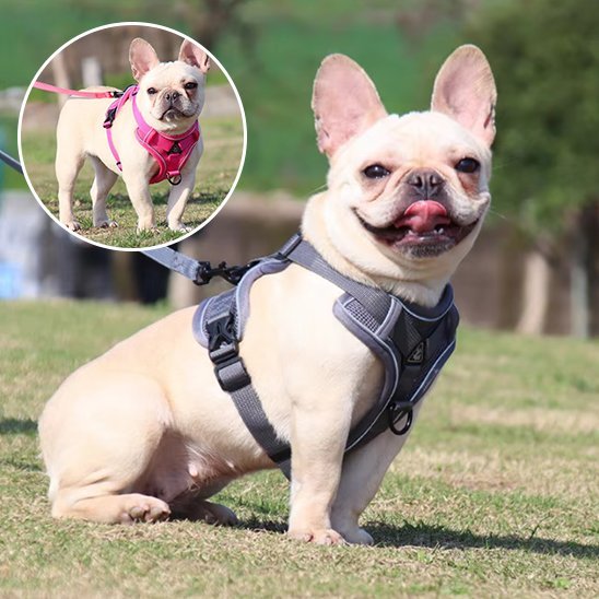 Harnais pour chien | Confort Sécurisé - La Maison Ideale Des Chiens