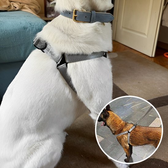 Harnais pour chien | Confort Sécurité - La Maison Ideale Des Chiens