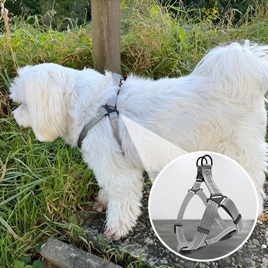 Harnais pour chien | Confort Sécurité - La Maison Ideale Des Chiens
