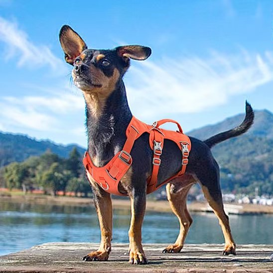 Harnais pour chien | Confort Sécurité - La Maison Ideale Des Chiens