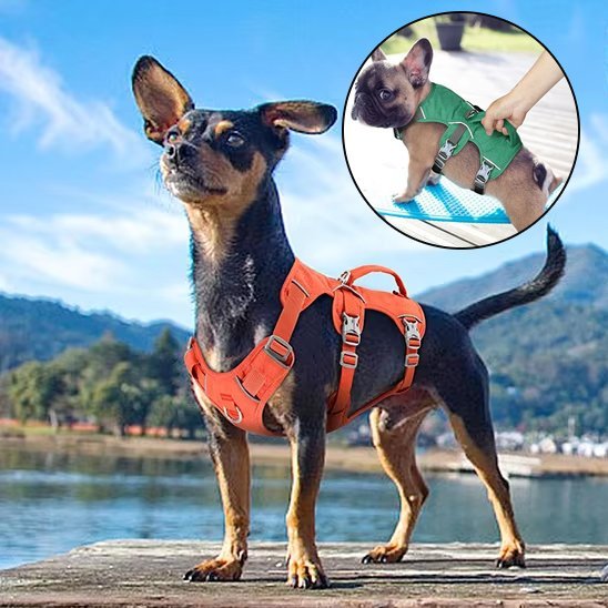 Harnais pour chien | Confort Sécurité - La Maison Ideale Des Chiens