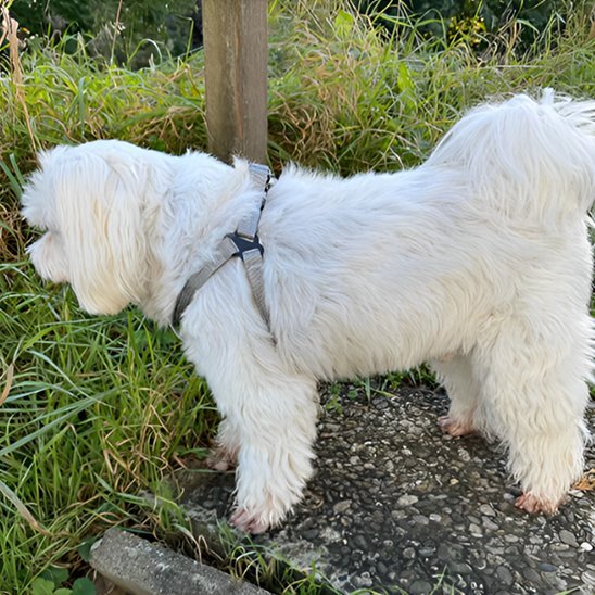 Harnais pour chien | Confort Sécurité - La Maison Ideale Des Chiens