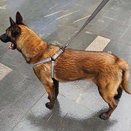 Harnais pour chien | Confort Sécurité - La Maison Ideale Des Chiens