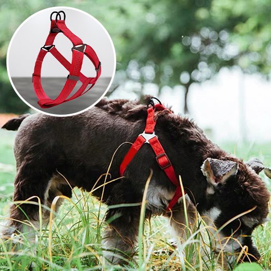 Harnais pour chien | Confort Sécurité - La Maison Ideale Des Chiens