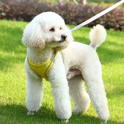 Harnais pour petit Chien | ComfortSecure - La Maison Ideale Des Chiens