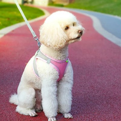 Harnais pour petit Chien | ComfortSecure - La Maison Ideale Des Chiens