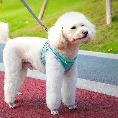 Harnais pour petit Chien | ComfortSecure - La Maison Ideale Des Chiens