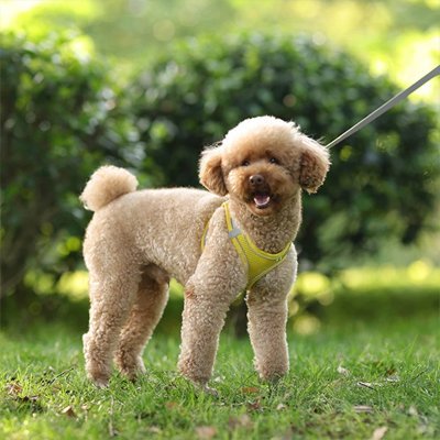 Harnais pour petit Chien | ComfortSecure - La Maison Ideale Des Chiens