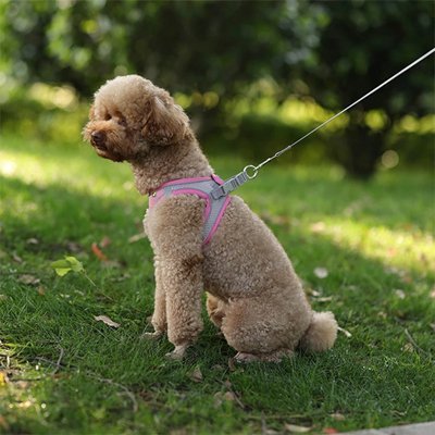 Harnais pour petit Chien | ComfortSecure - La Maison Ideale Des Chiens