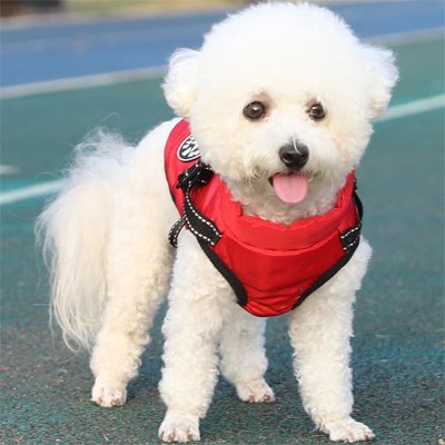 Manteau Chien | Imperméable Confort - La Maison Ideale Des Chiens
