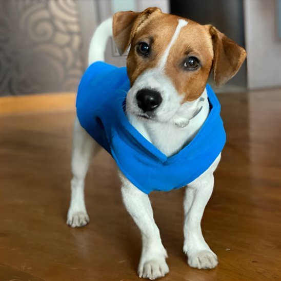 Manteau chien | Imperméable Hivernale - La Maison Ideale Des Chiens