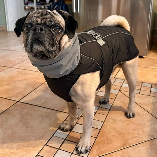 Manteau pour chien | PawProtect Imperméable - La Maison Ideale Des Chiens