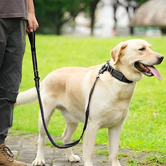 Laisse pour chien | SecuriConfort